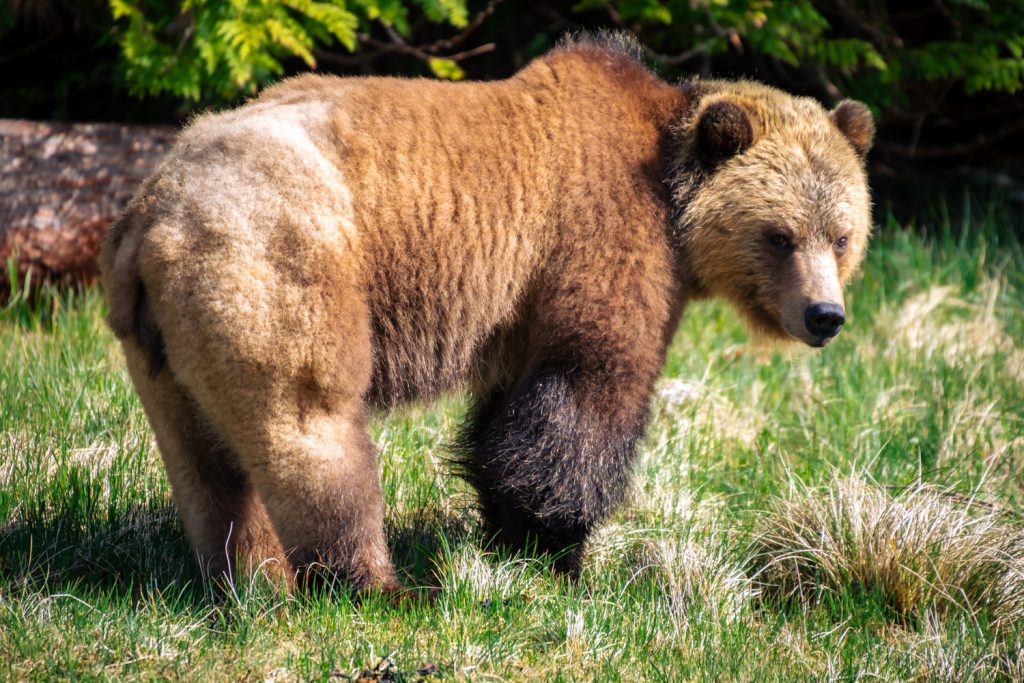 Vancouver Island Knight Inlet - Grizzly Bear
